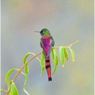 Red-Tailed Comet (3)